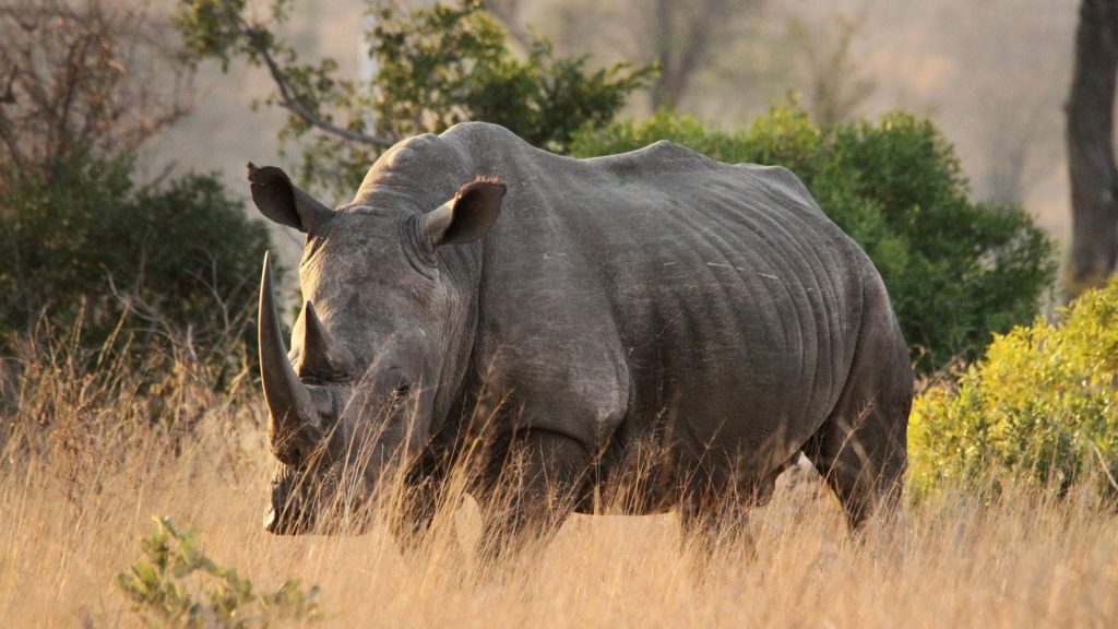 探索非洲野性魅力丨肯尼亚8日游五星团（4325欧/人起）✅
